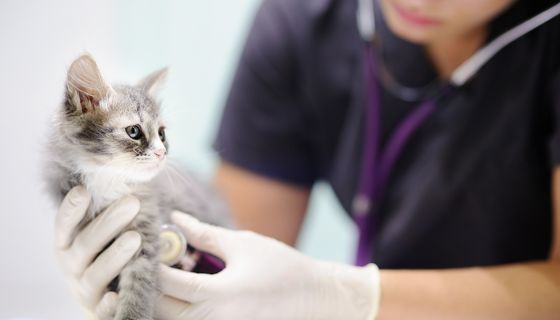 Genel Sağlık Taraması ve Check-up